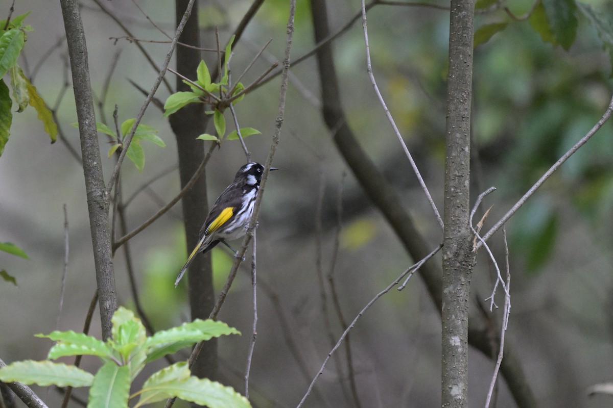 New Holland Honeyeater - ML643782193