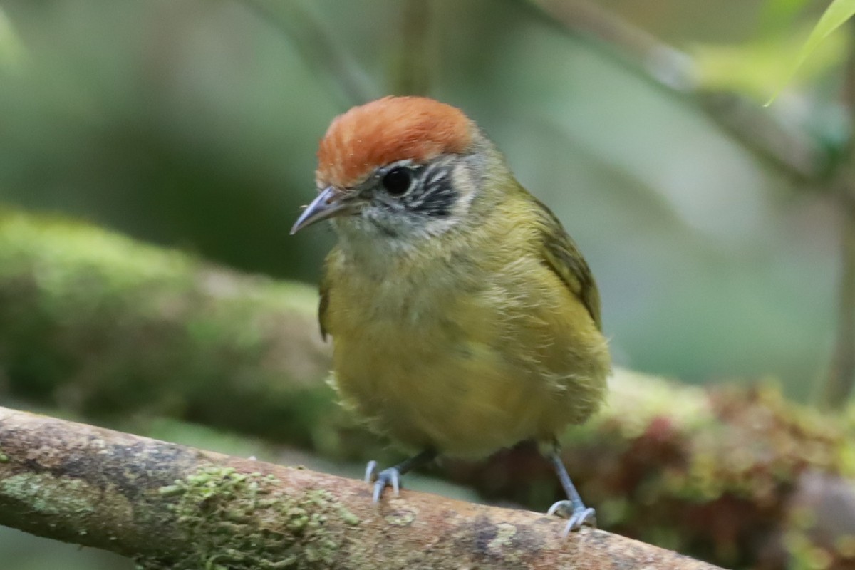 Rufous-crowned Greenlet - ML643782218