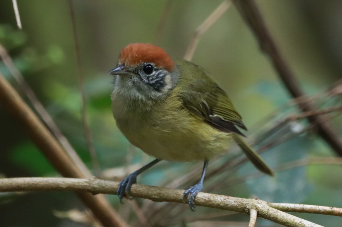 Rufous-crowned Greenlet - ML643782219