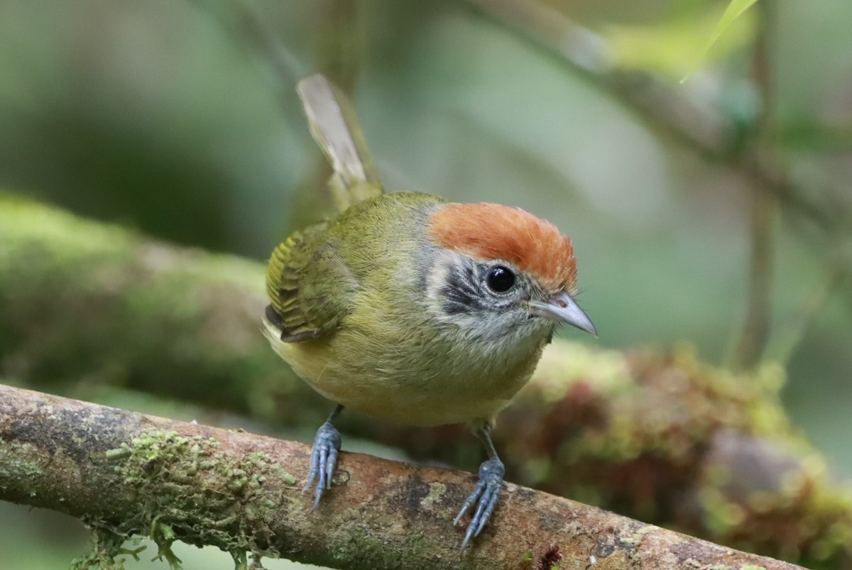 Rufous-crowned Greenlet - ML643782220