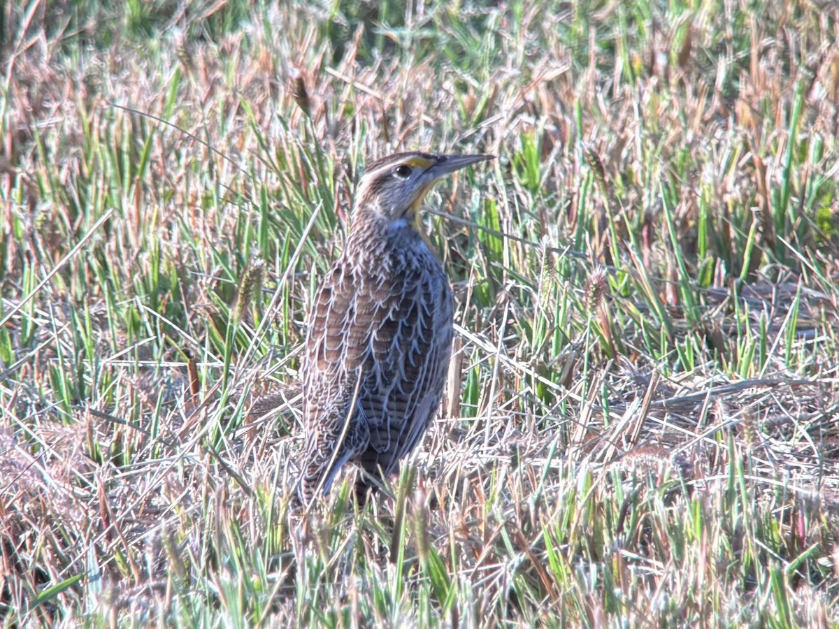 Western Meadowlark - ML643782230