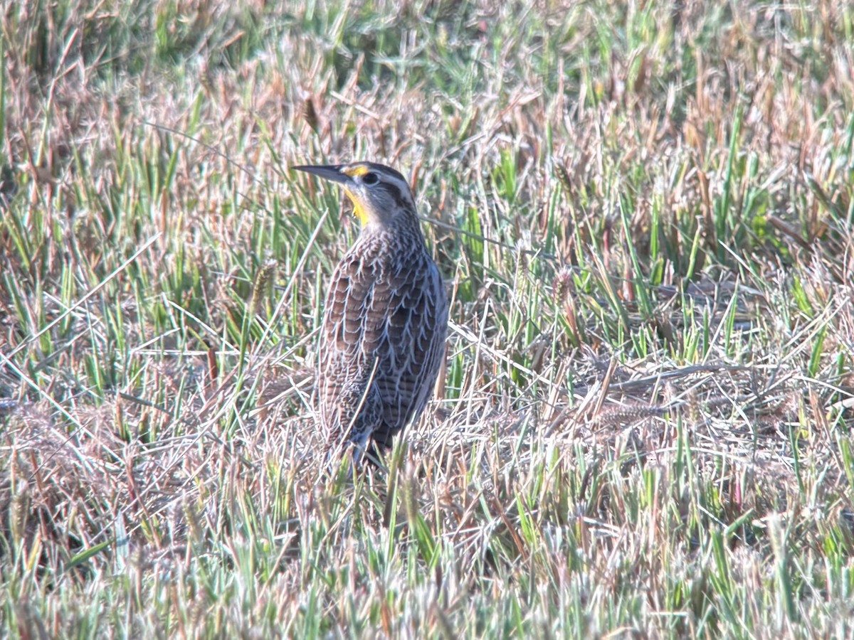 Western Meadowlark - ML643782231