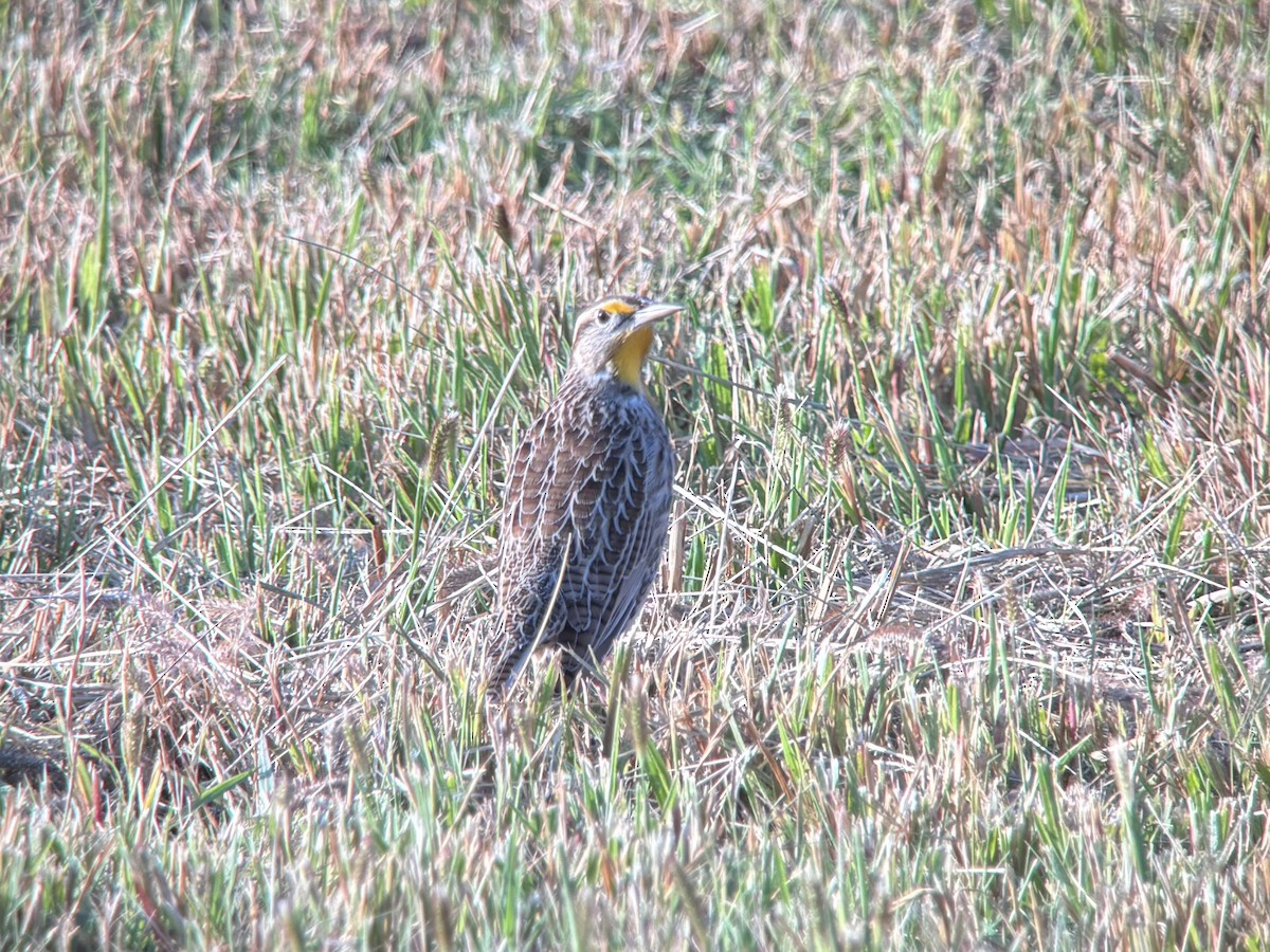 Western Meadowlark - ML643782232