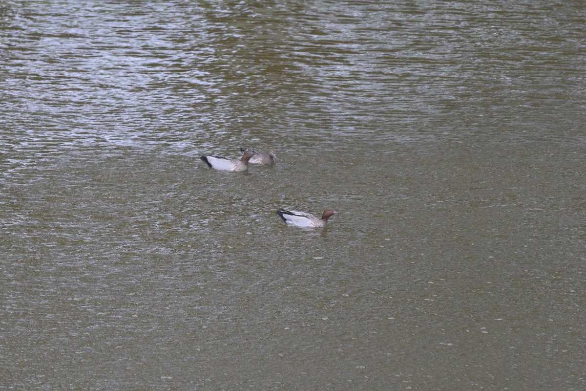 Maned Duck - ML643782251