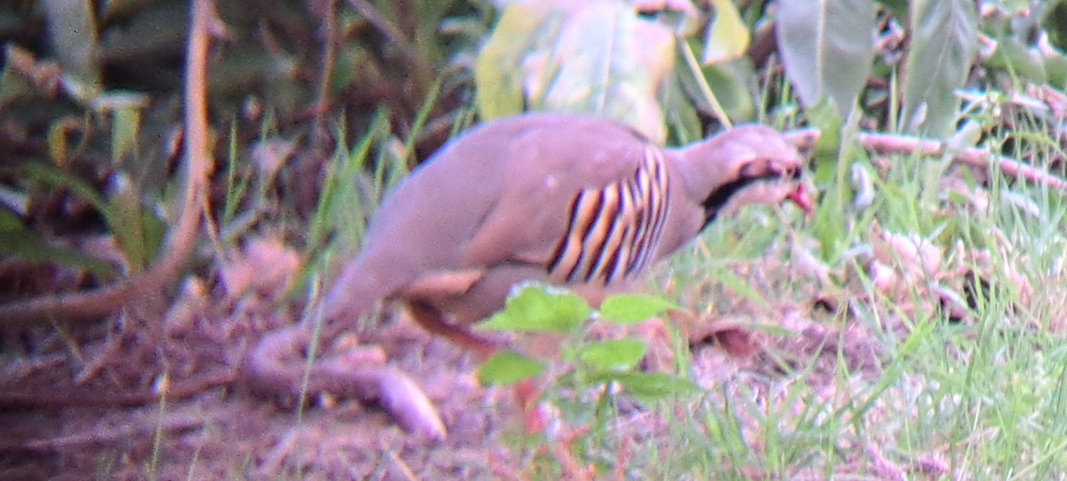 orebice čukar - ML643782254