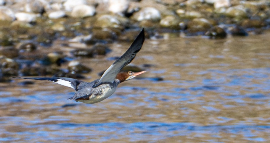 Хумхин бохио - ML643782266