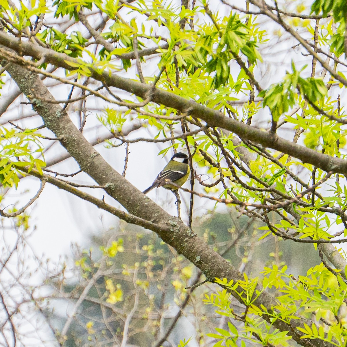 Great Tit - ML643782280
