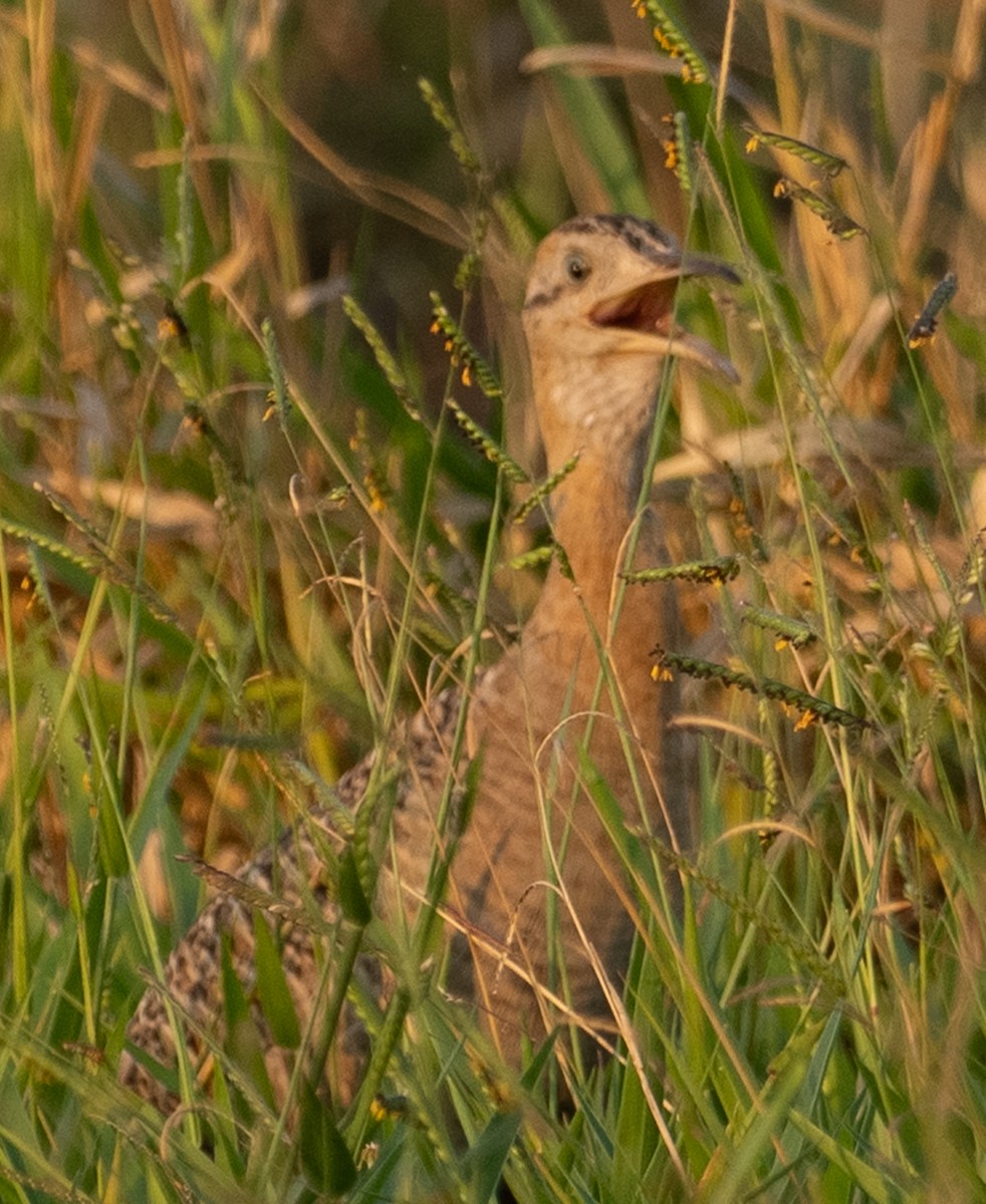 Red-winged Tinamou - ML643782285