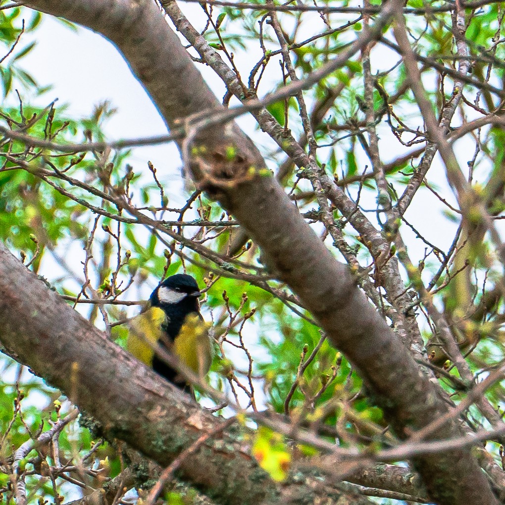 Great Tit - ML643782291