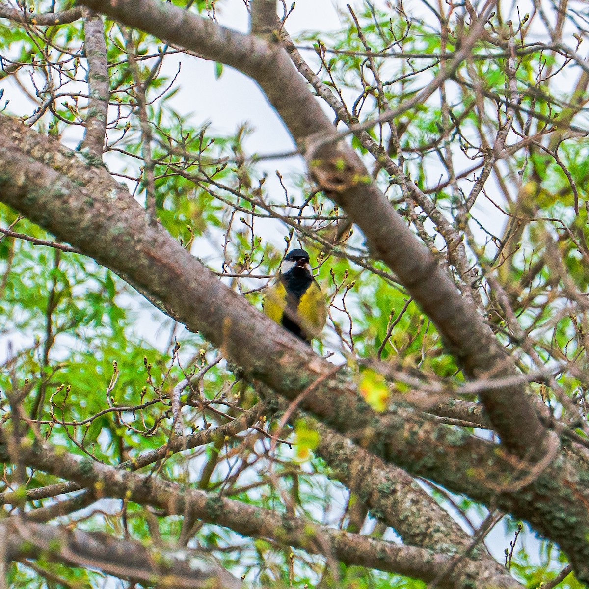 Great Tit - ML643782292