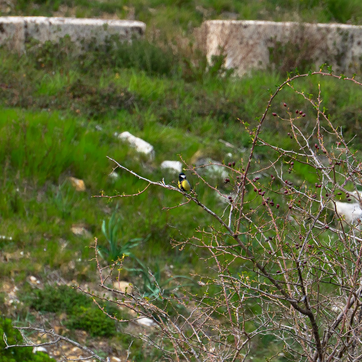 Mésange charbonnière - ML643782293