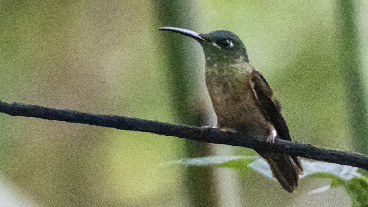 Fawn-breasted Brilliant - ML643782297