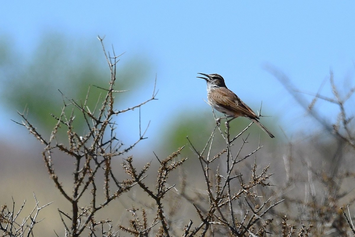Karoo Long-billed Lark - ML643782298