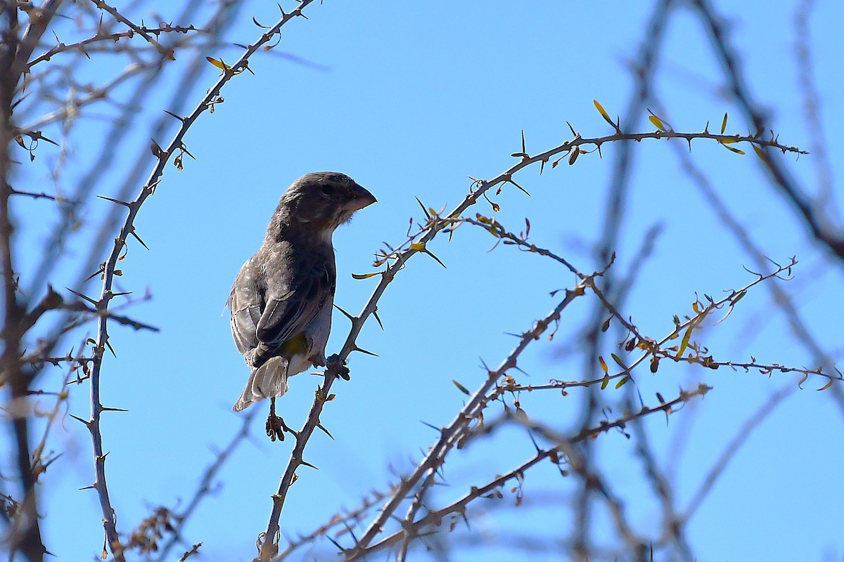 White-throated Canary - ML643782315