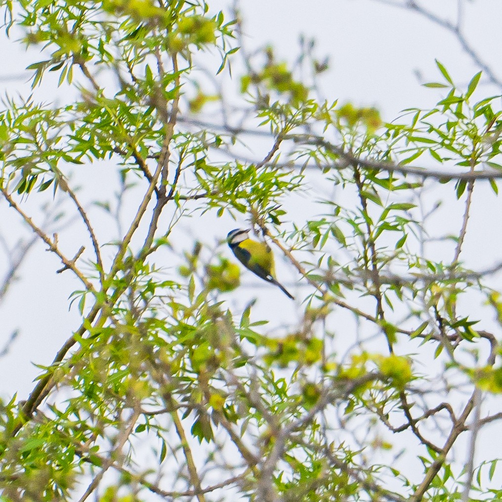 Mésange bleue - ML643782330