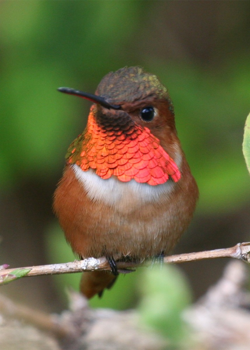 Colibri d'Allen - ML643782333