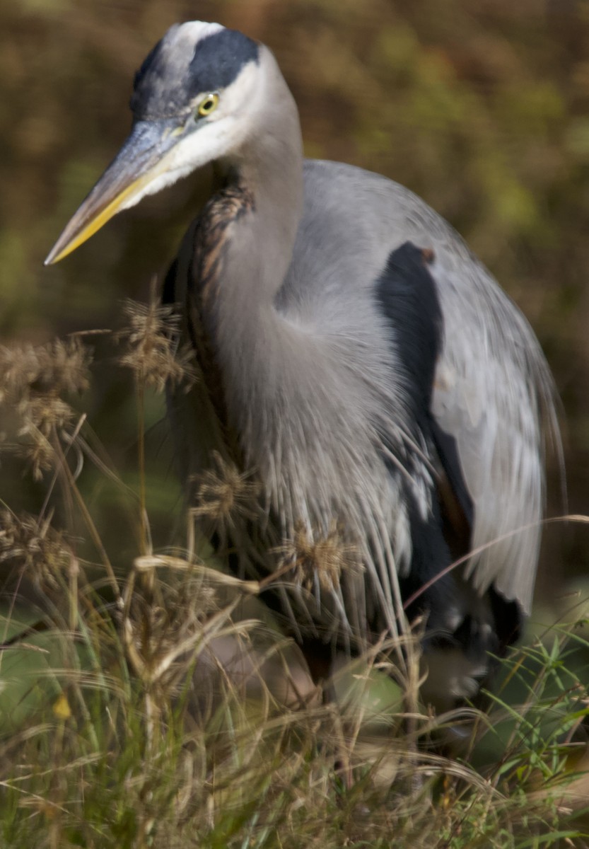 Great Blue Heron - ML643782334