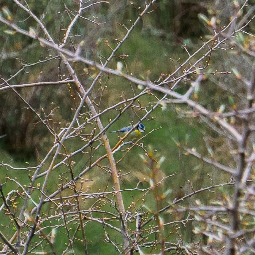 Mésange bleue - ML643782337