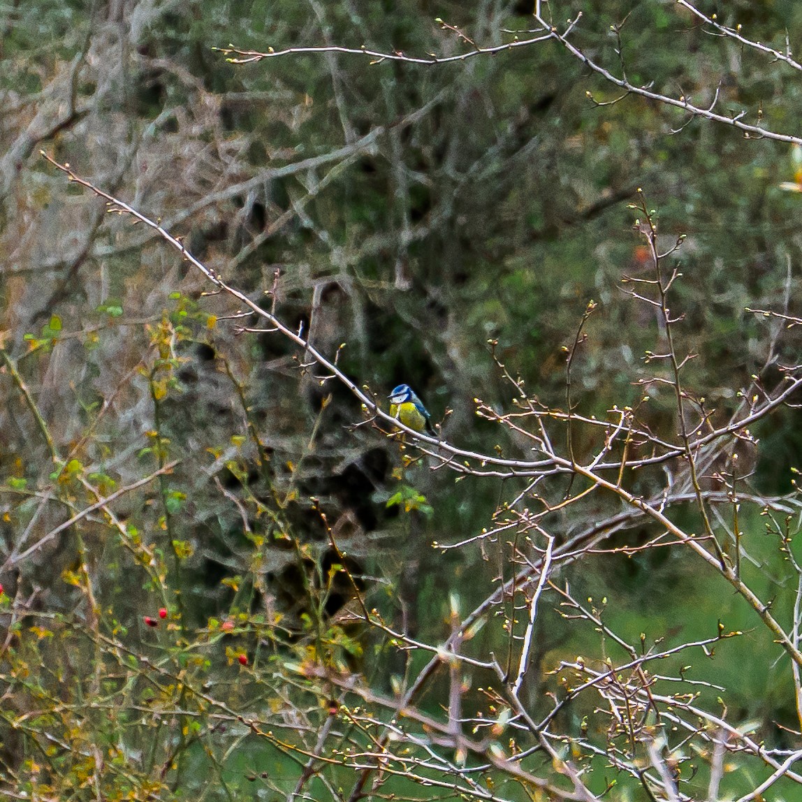 Mésange bleue - ML643782338