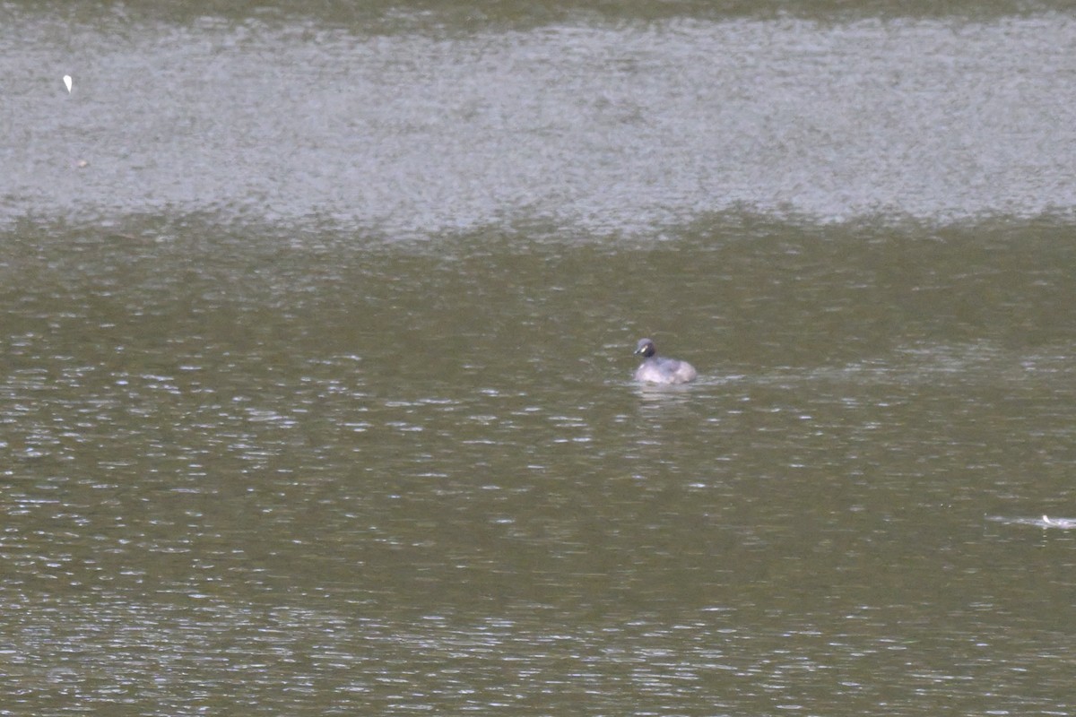 Australasian Grebe - ML643782340