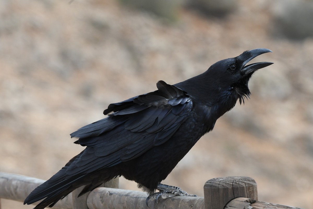 Common Raven - ML643782345
