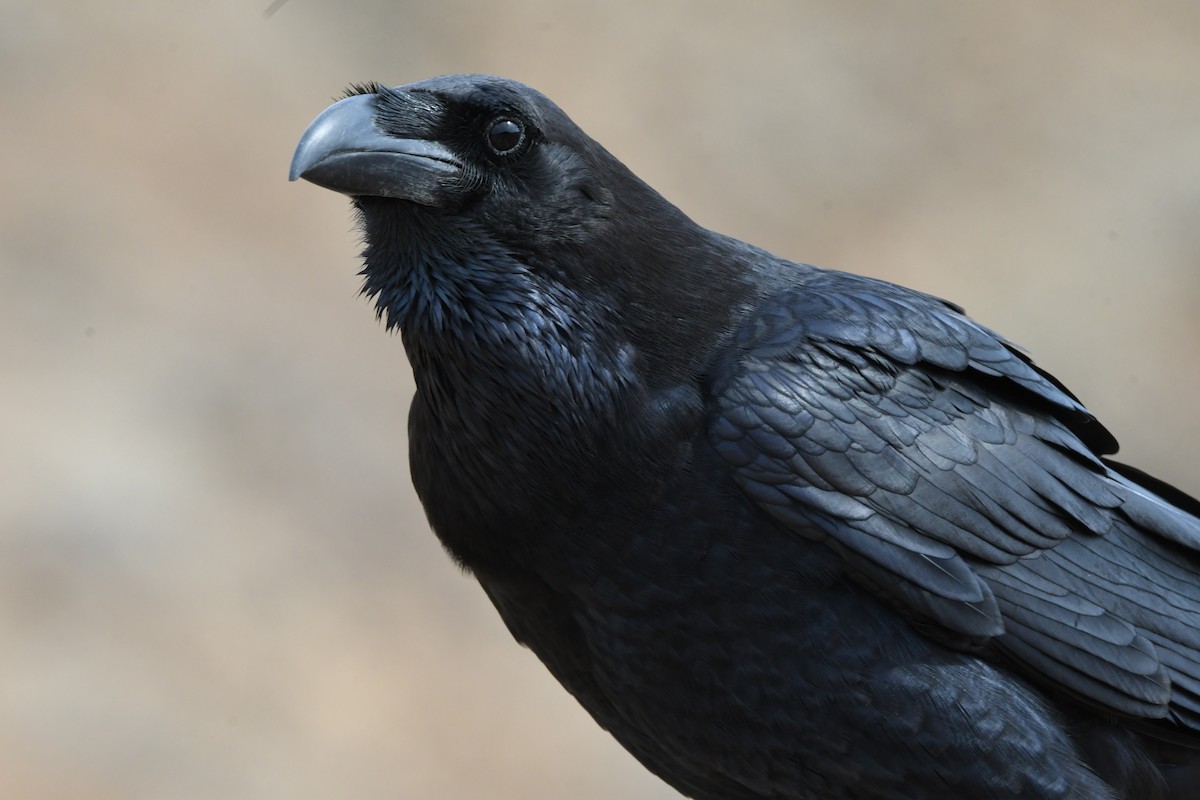 Common Raven - ML643782346