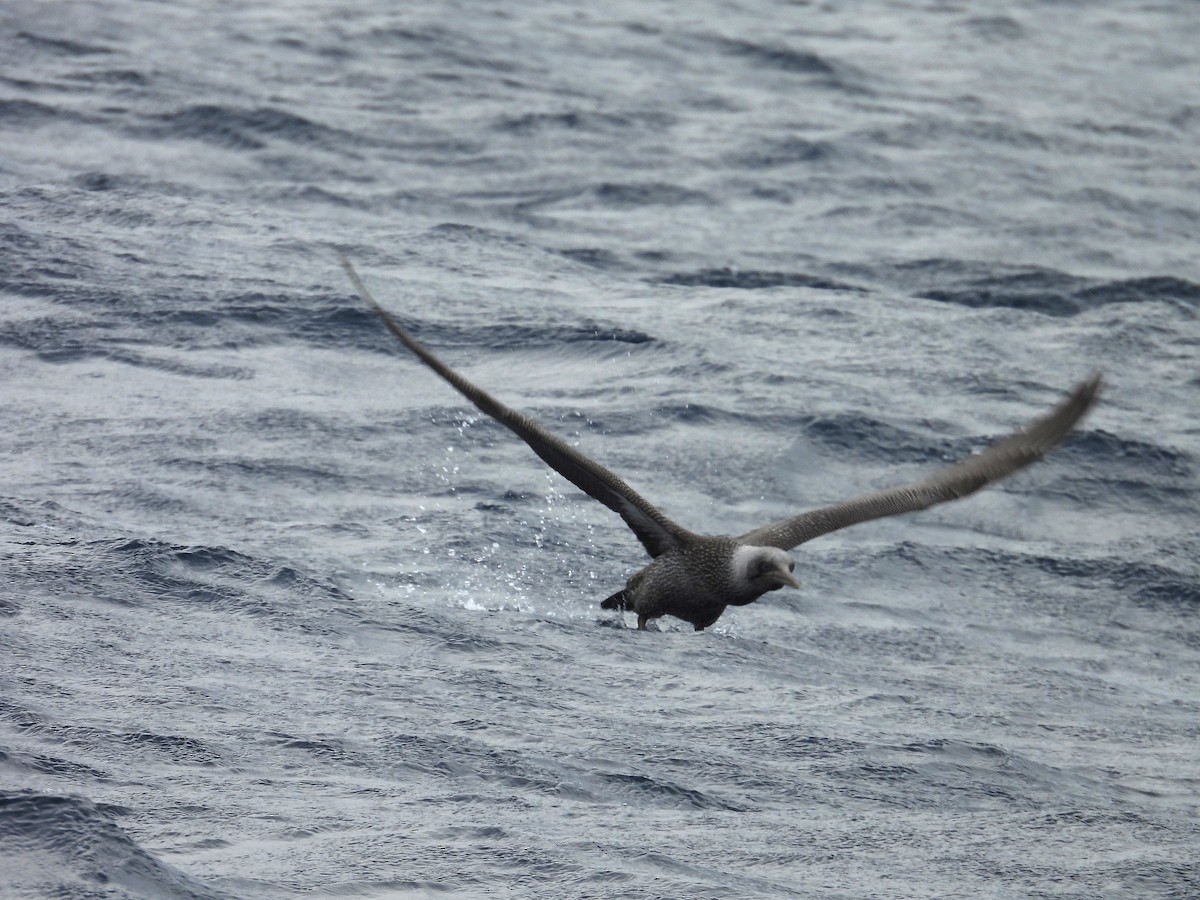 Northern Gannet - ML643782348