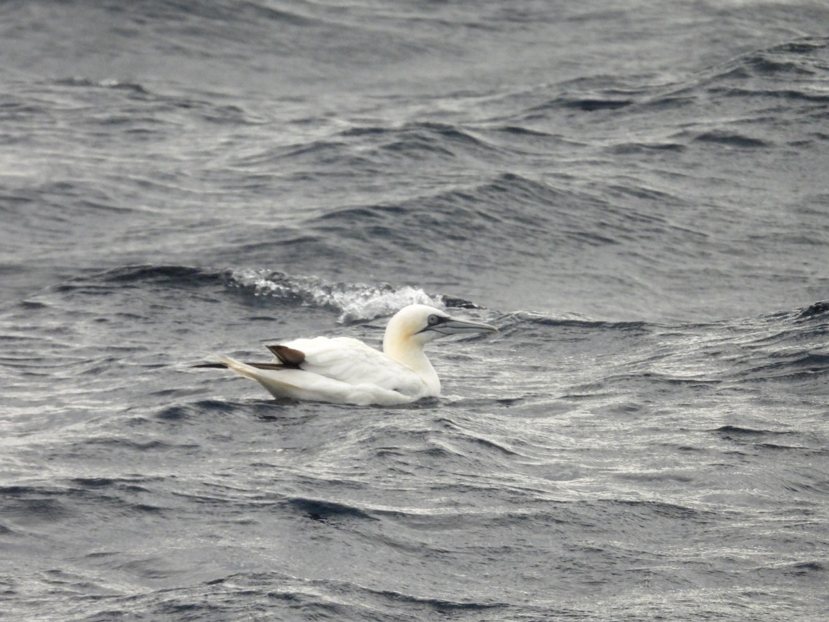Northern Gannet - ML643782349