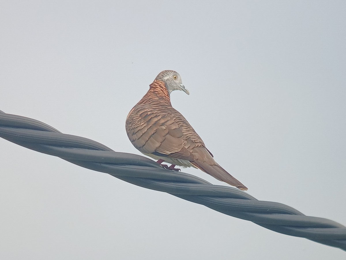 Bar-shouldered Dove - ML643782360