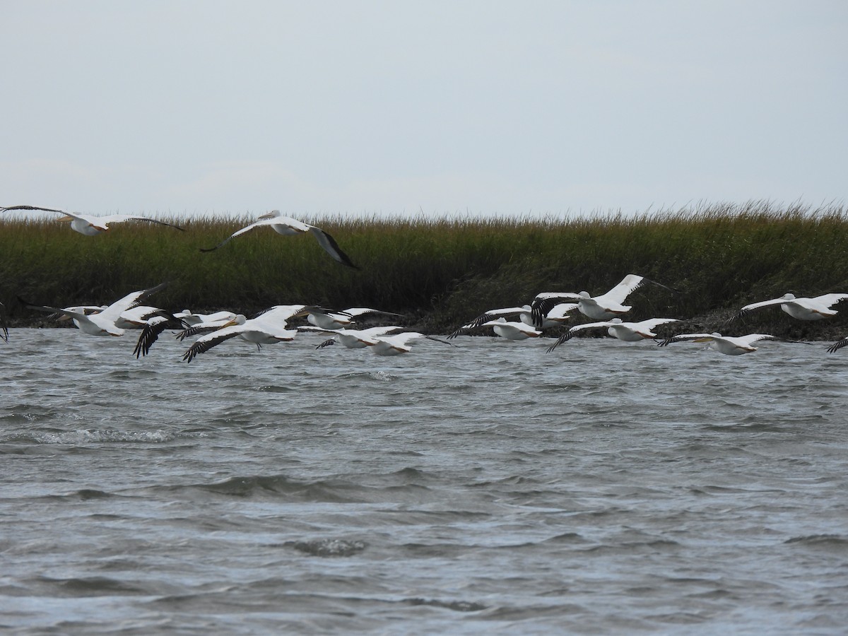 American White Pelican - ML643782361