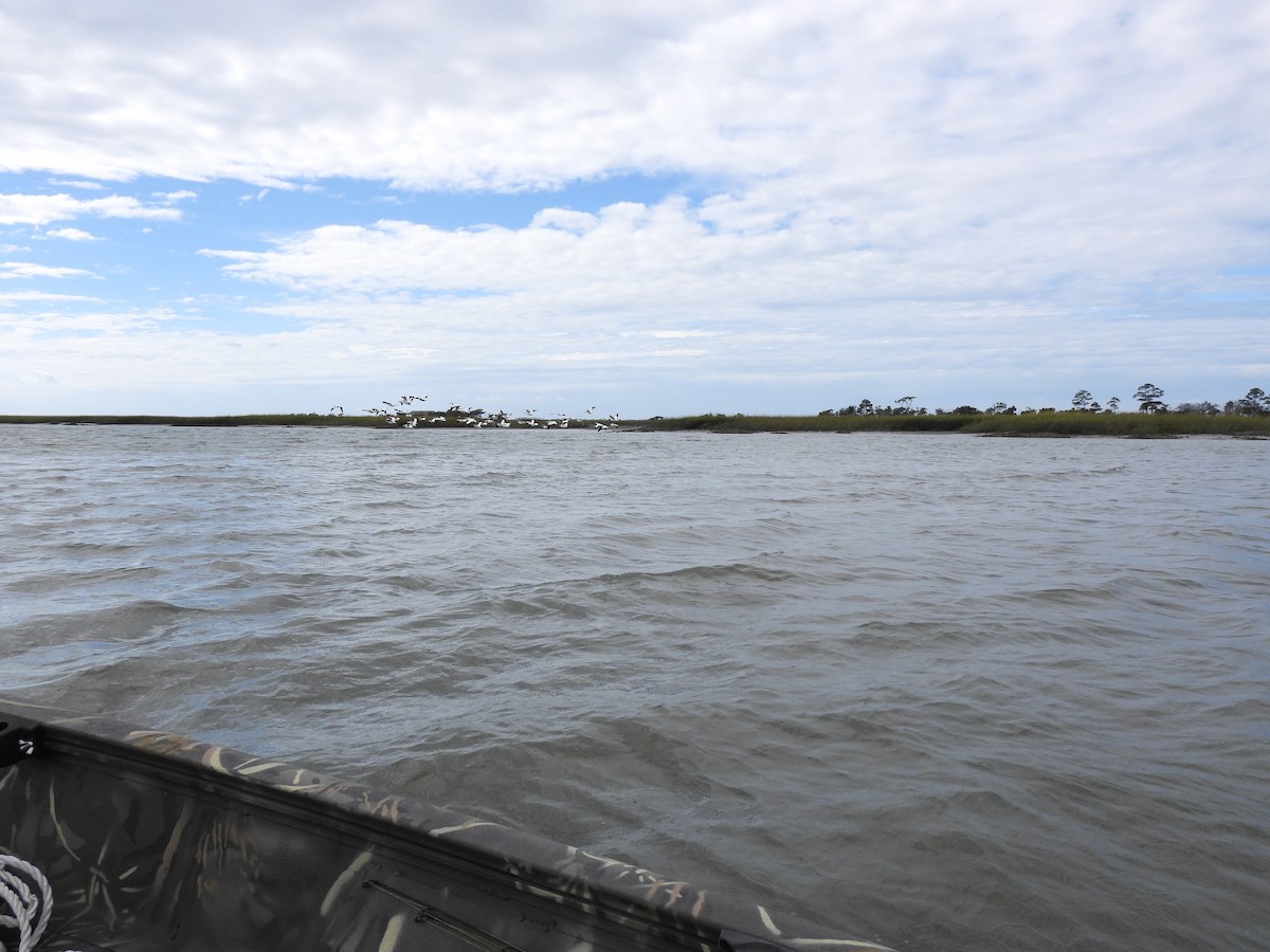 American White Pelican - ML643782368