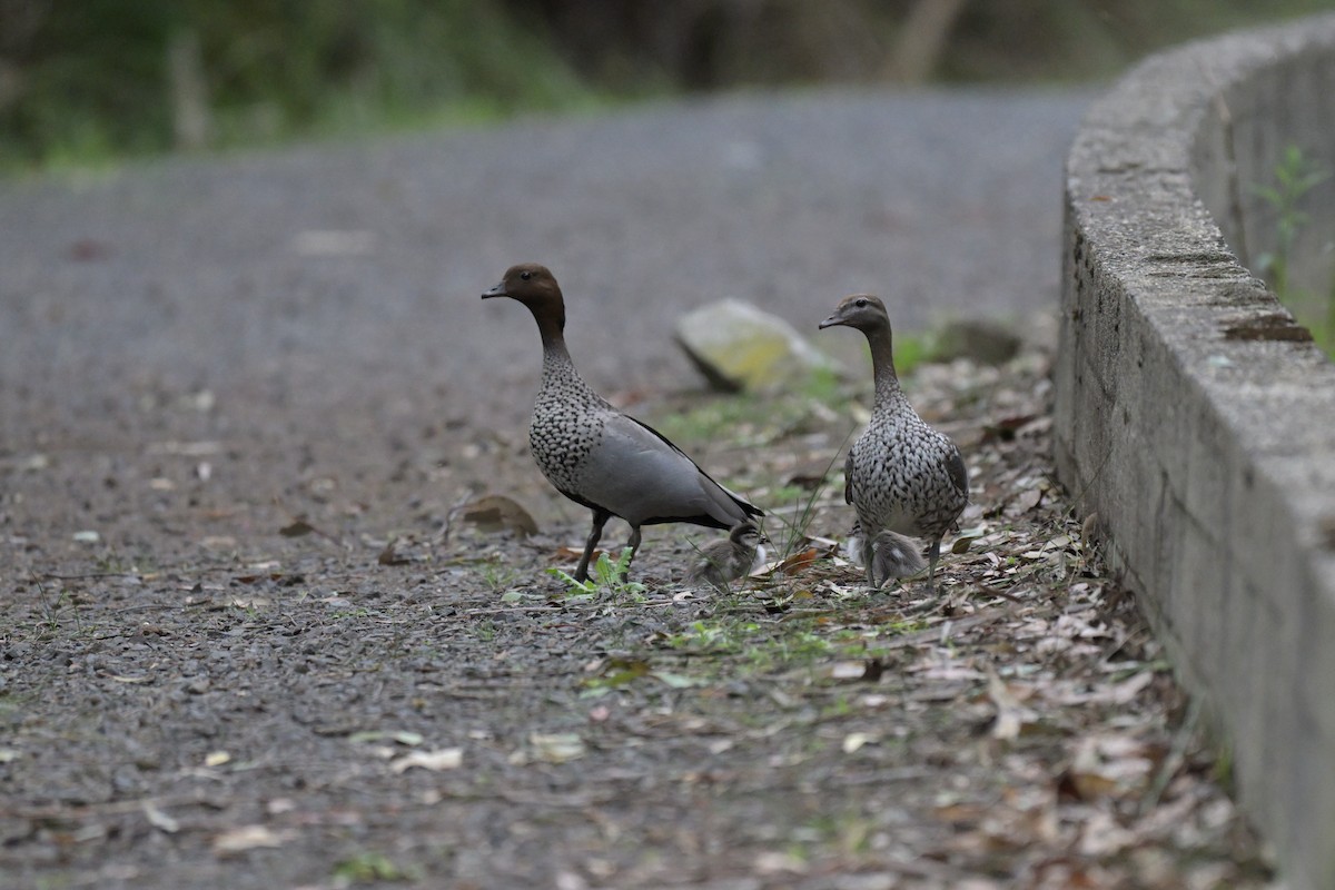 Maned Duck - ML643782370