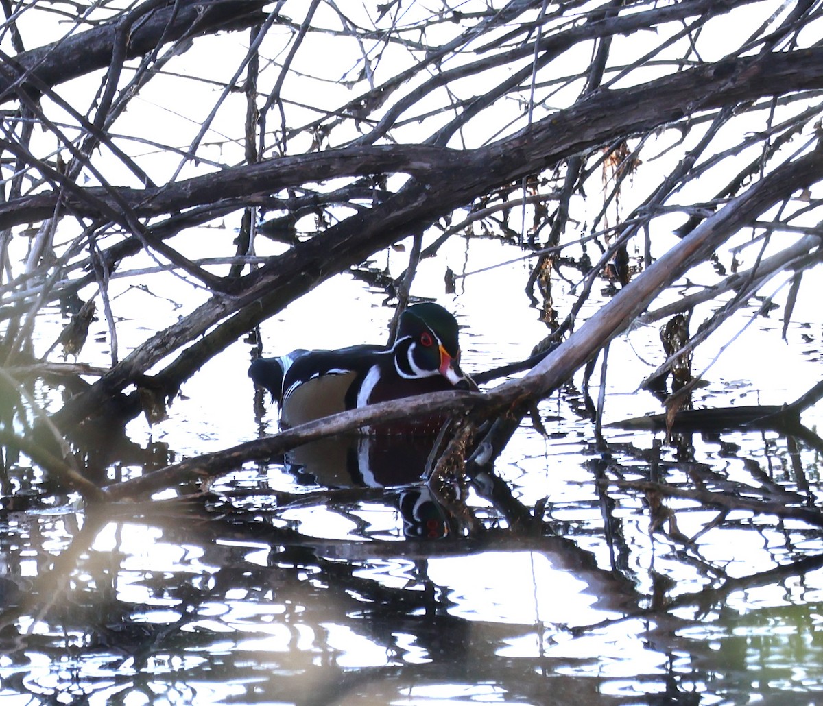 Wood Duck - ML643782376