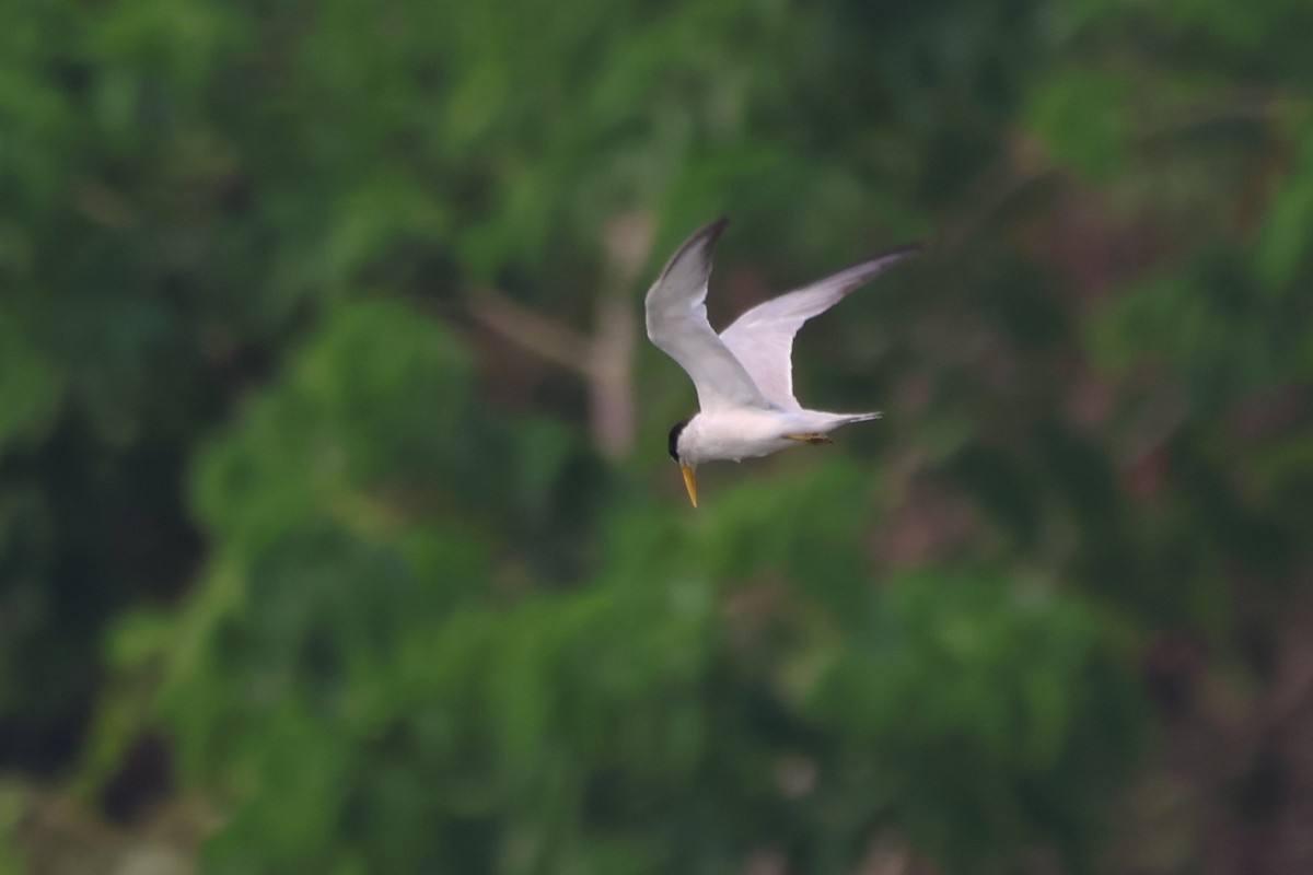 Yellow-billed Tern - ML643782377