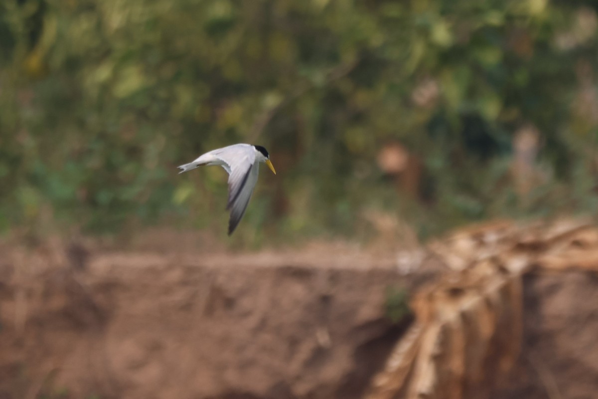 Yellow-billed Tern - ML643782378