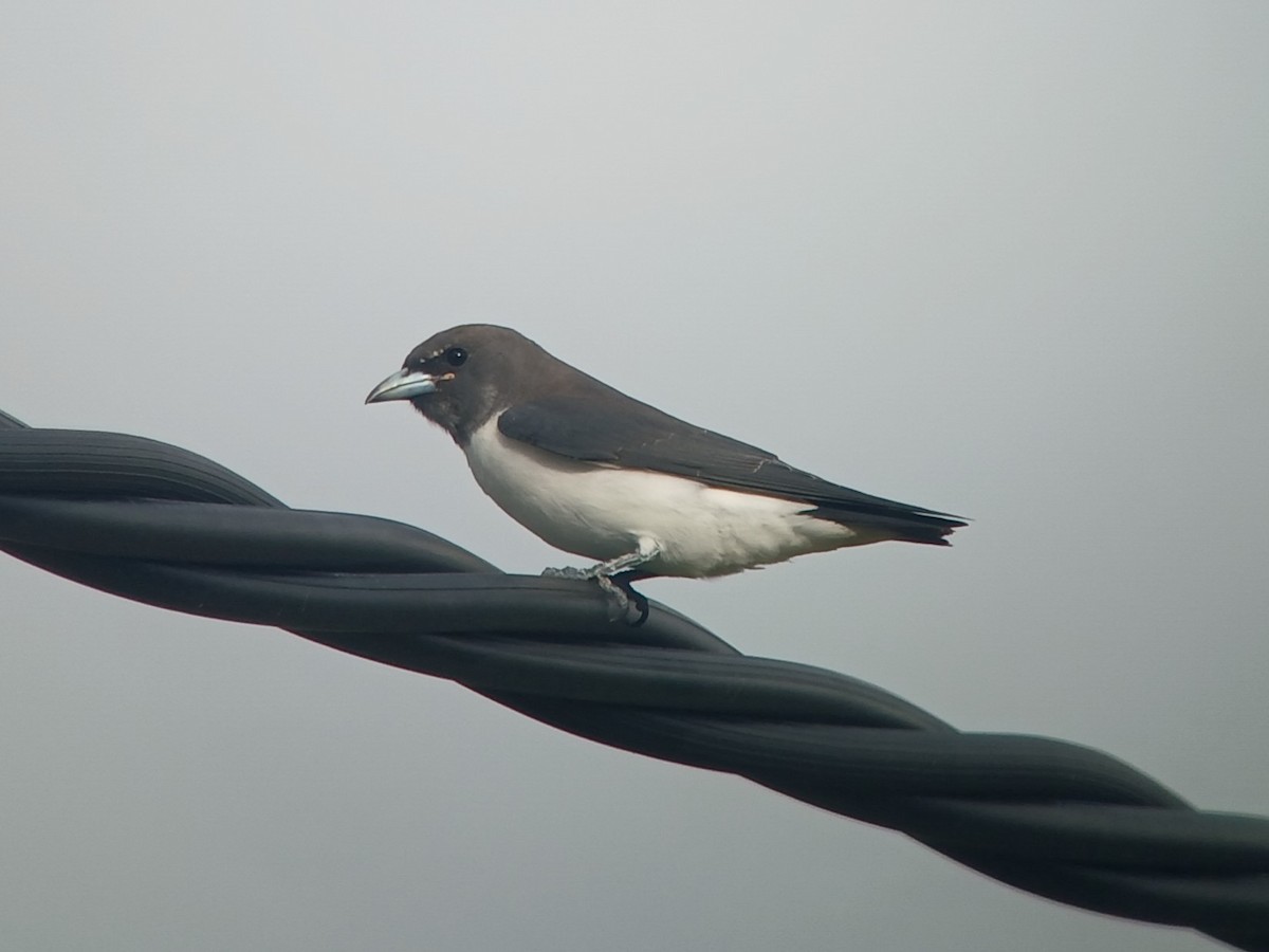White-breasted Woodswallow - ML643782379