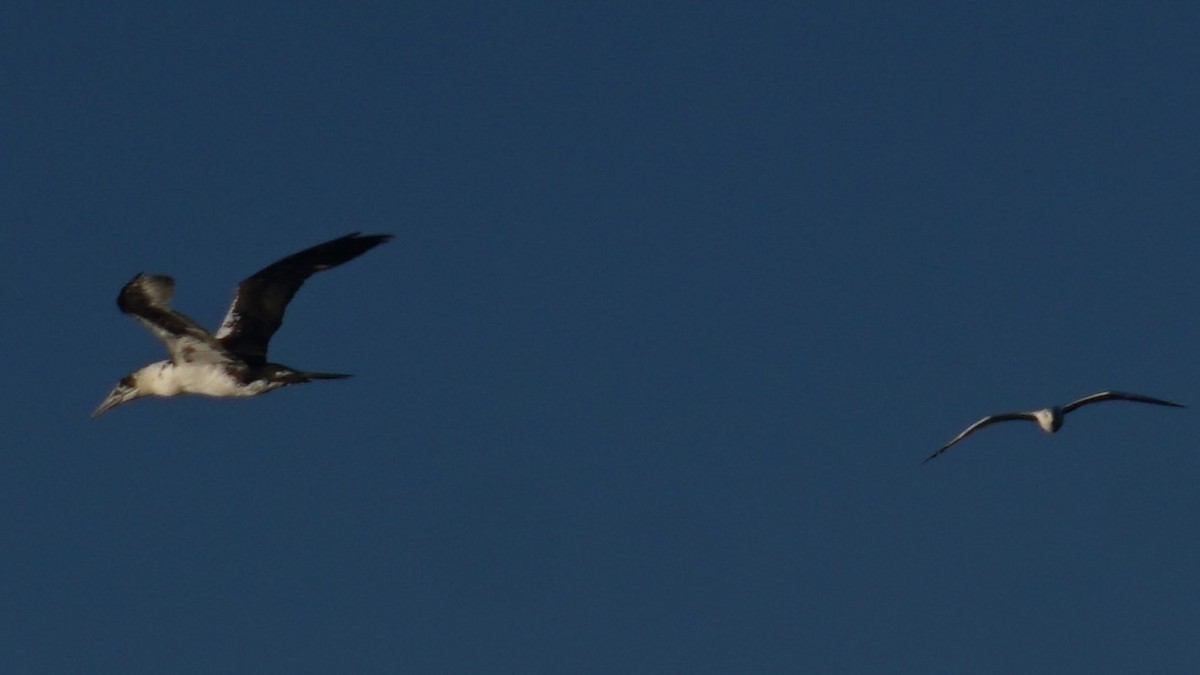 Northern Gannet - ML643782386