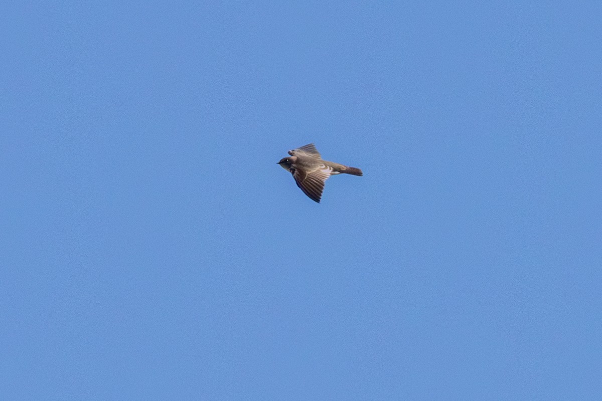 Northern Rough-winged Swallow - ML643782391