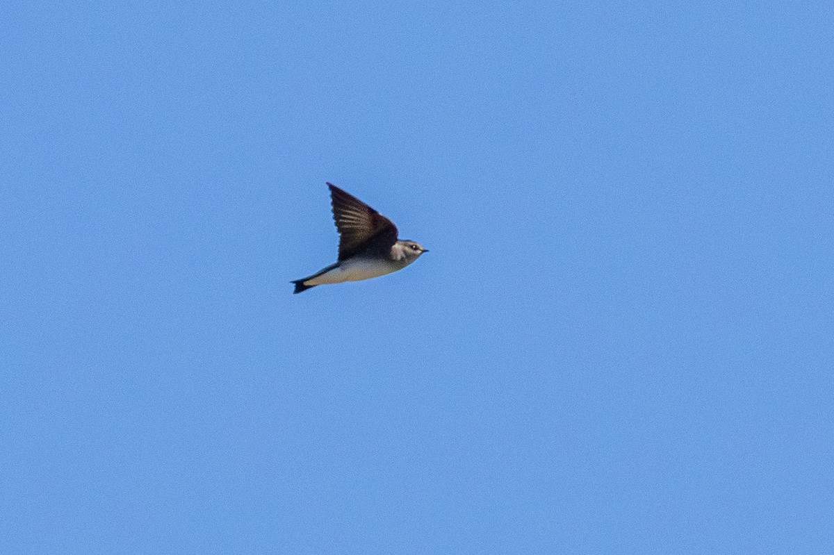 Northern Rough-winged Swallow - ML643782392
