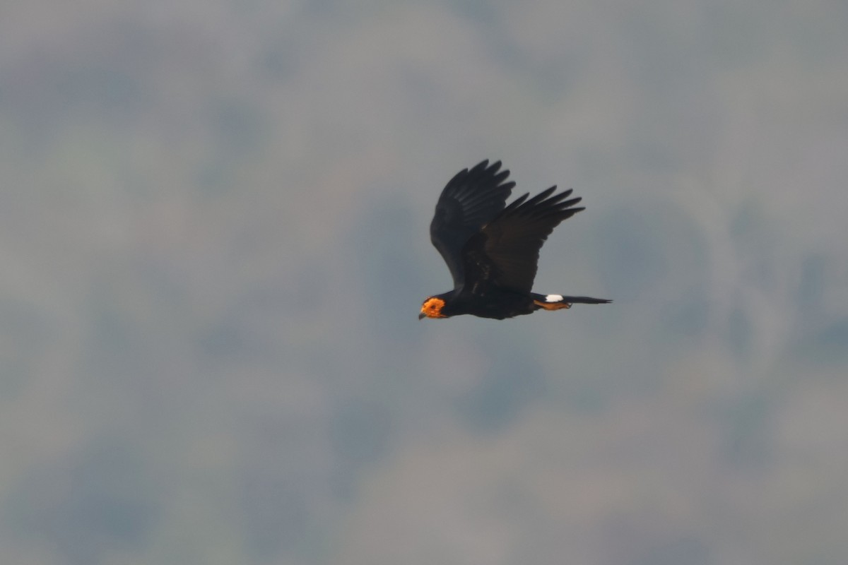 Siyah Karakara - ML643782393