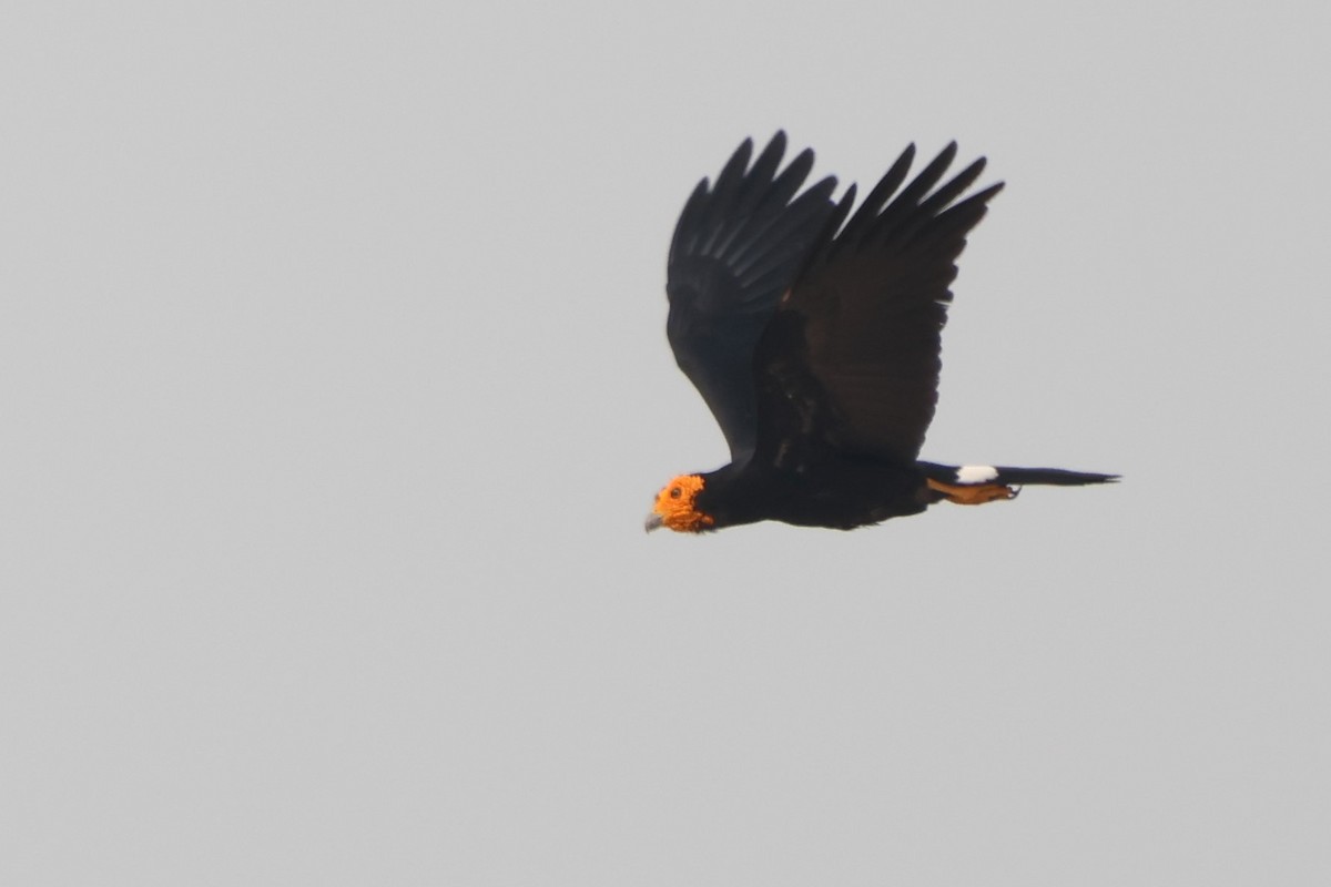 Siyah Karakara - ML643782394