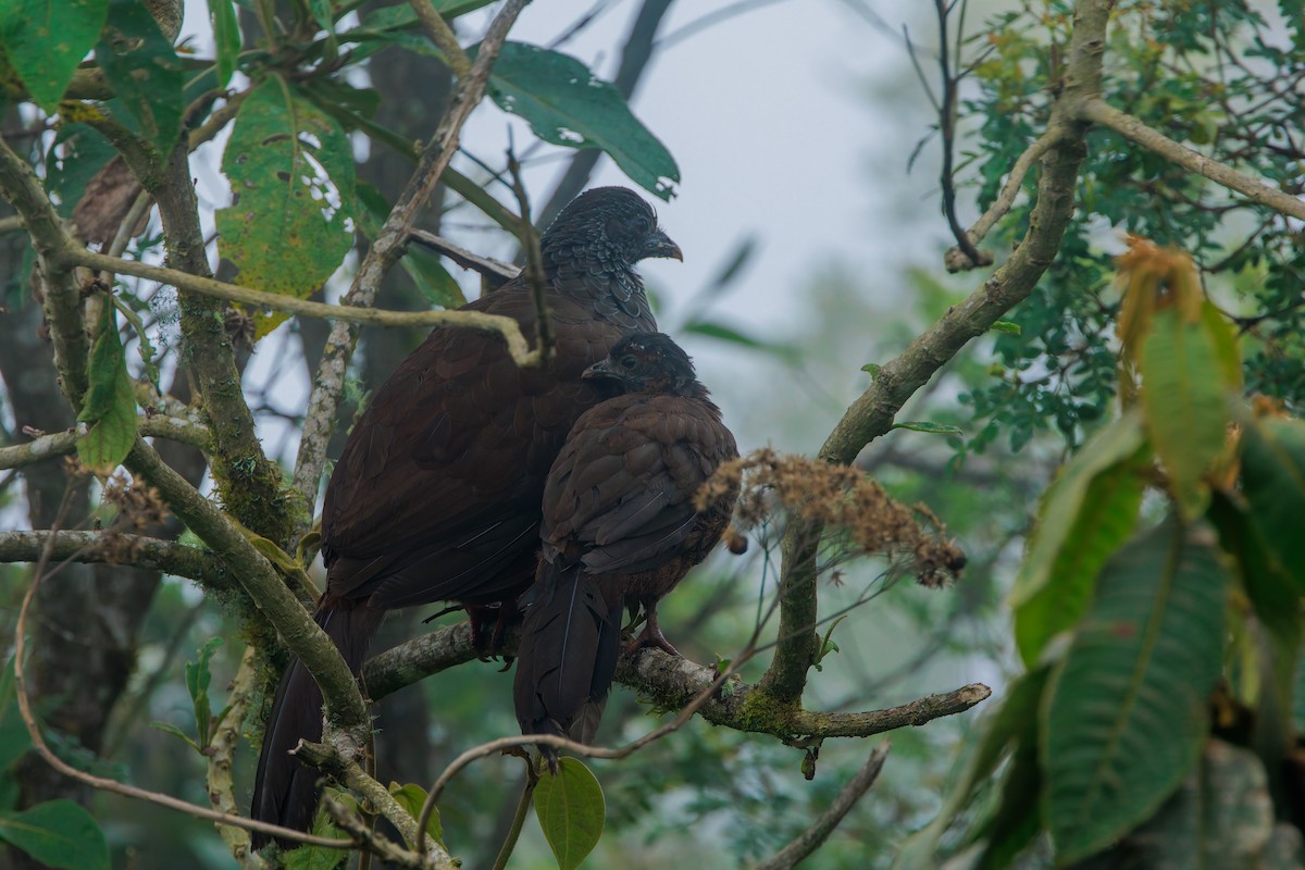 Andean Guan - ML643782418