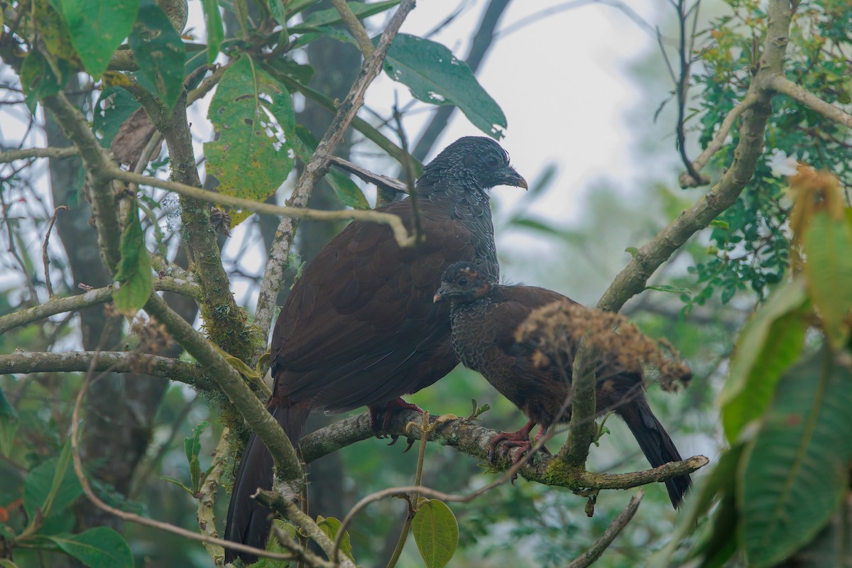Andean Guan - ML643782419