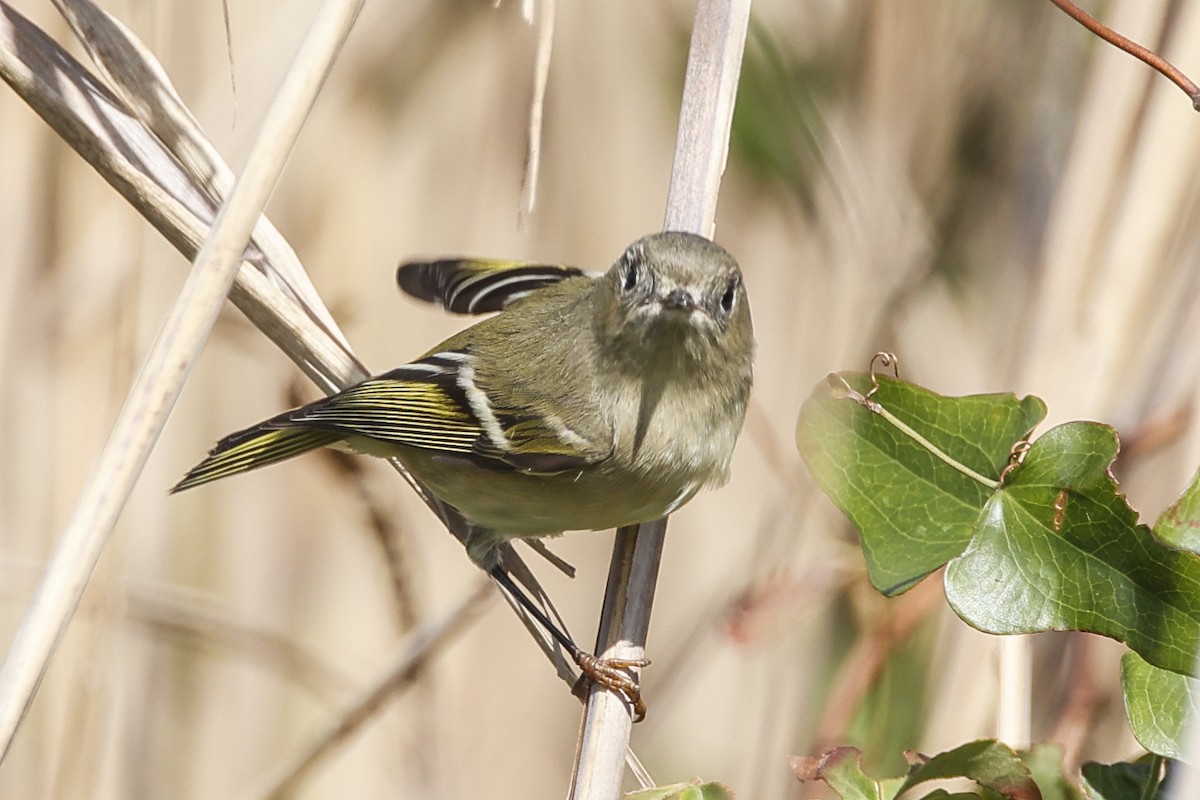 Ruby-crowned Kinglet - ML643782422