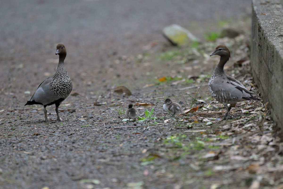 Maned Duck - ML643782428