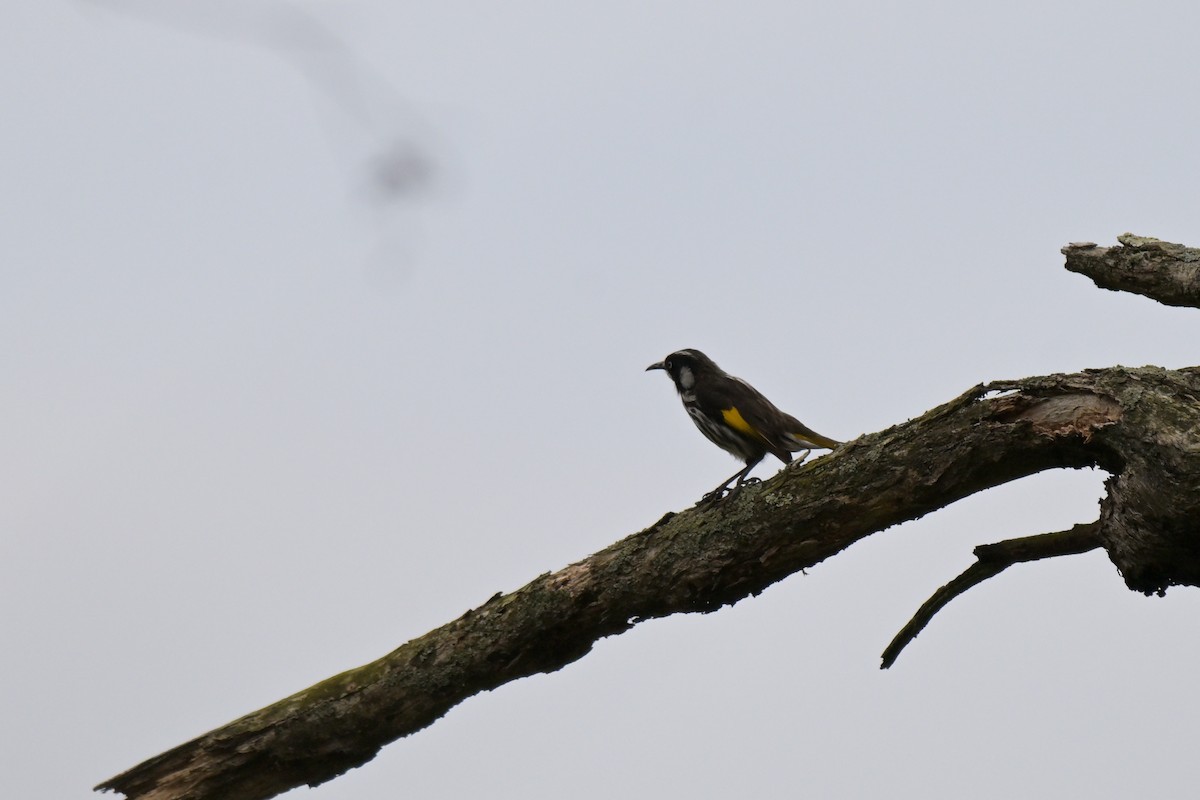 New Holland Honeyeater - ML643782444