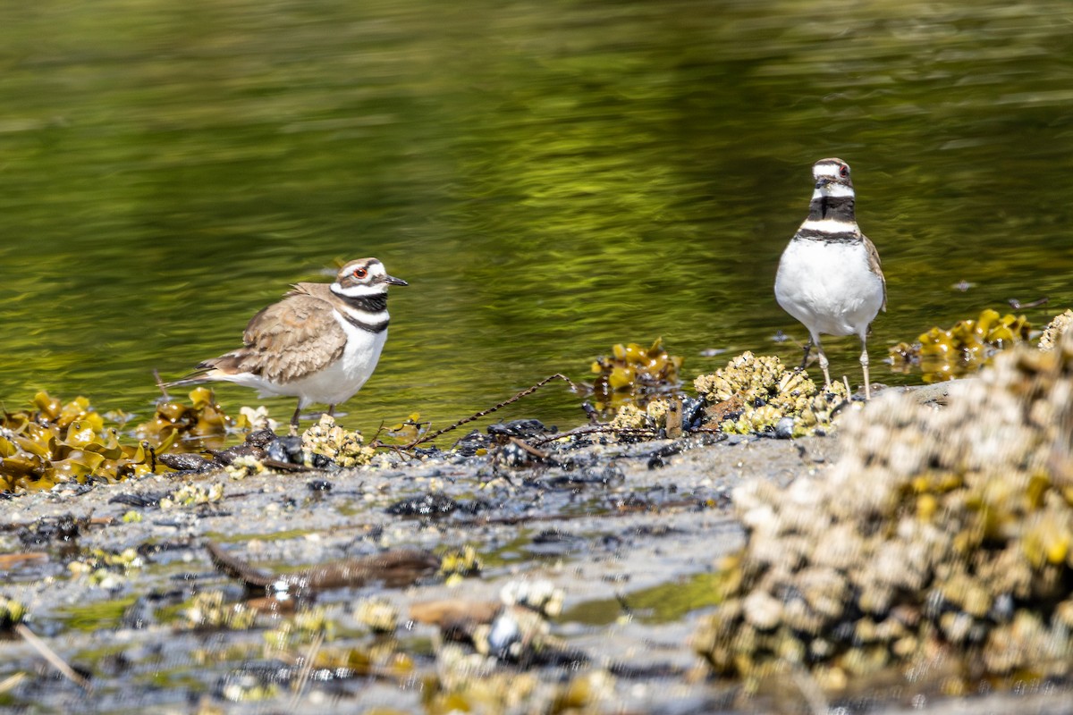 Killdeer - ML643782480