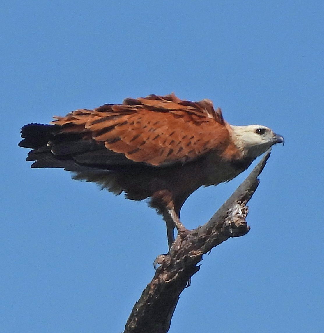 Канюк-рибалка - ML643782490