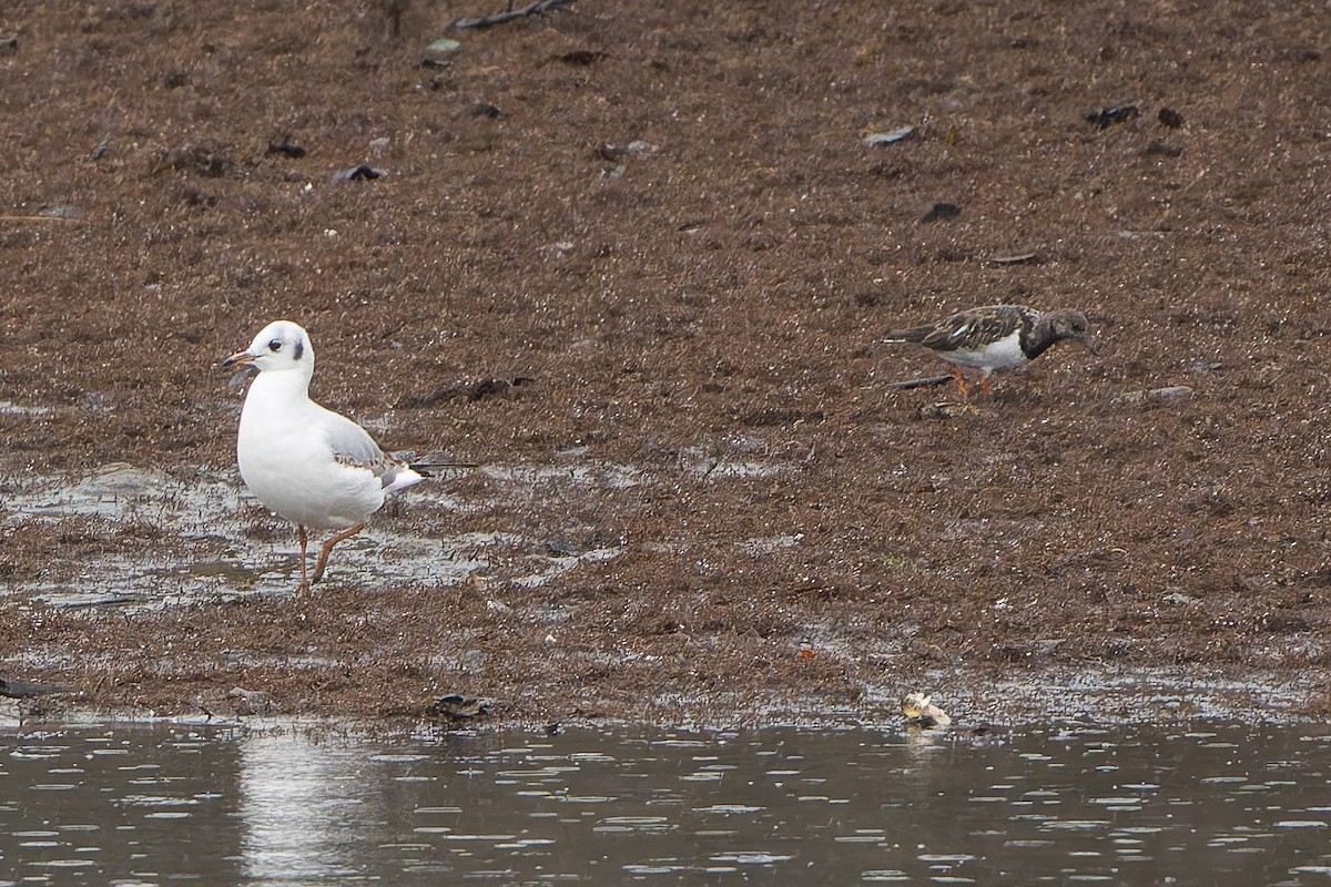 Алаг хайргач - ML643782501