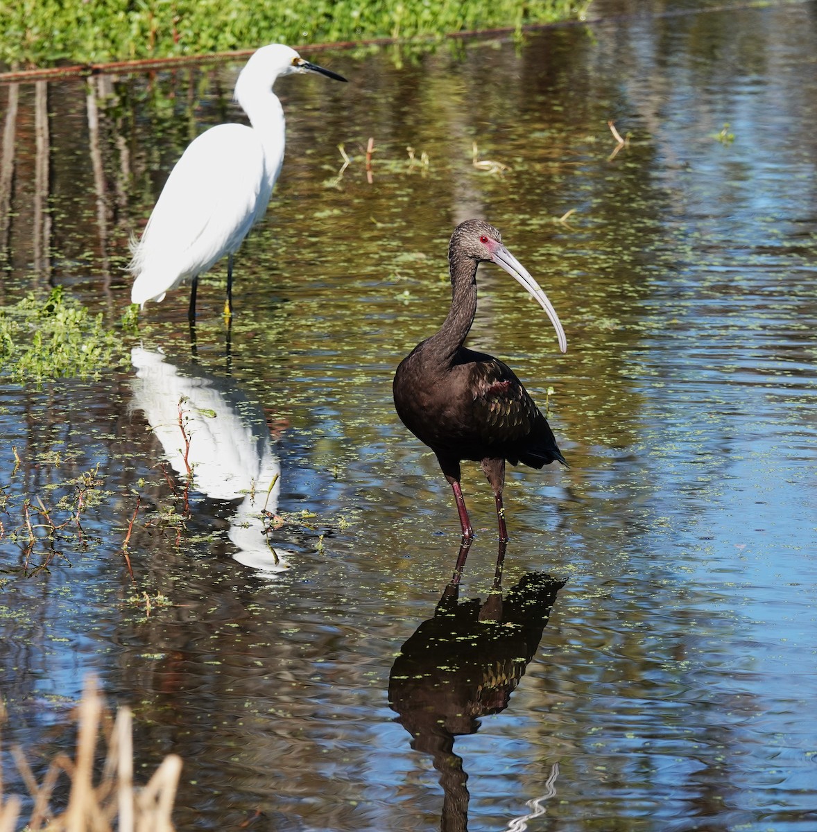 Snowy Egret - ML643782513